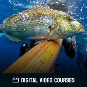 Catching Dentex - Online